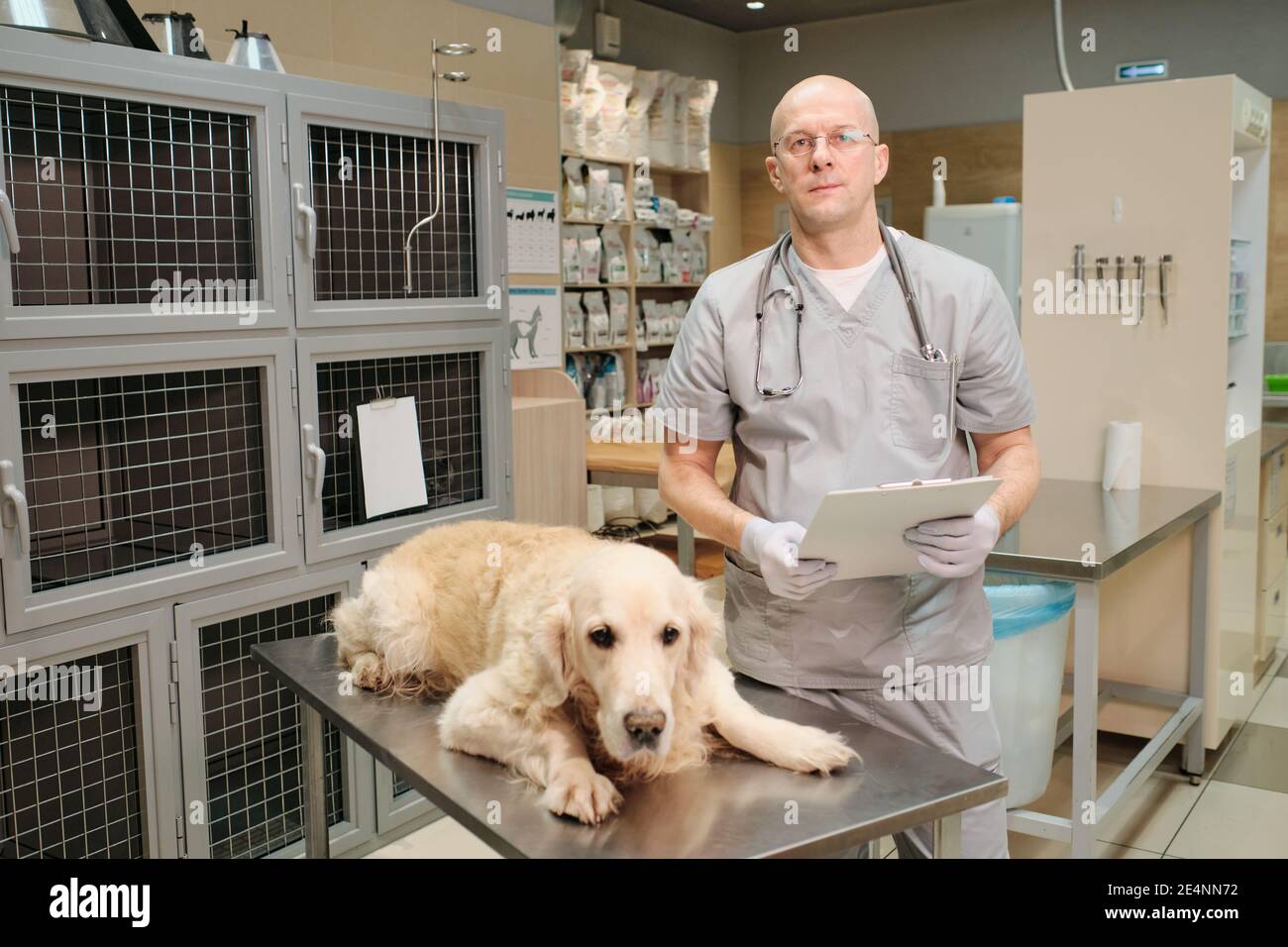 Portrait d'un vétérinaire mûr en uniforme regardant l'appareil-photo pendant traiter le chien malade en clinique vétérinaire Banque D'Images