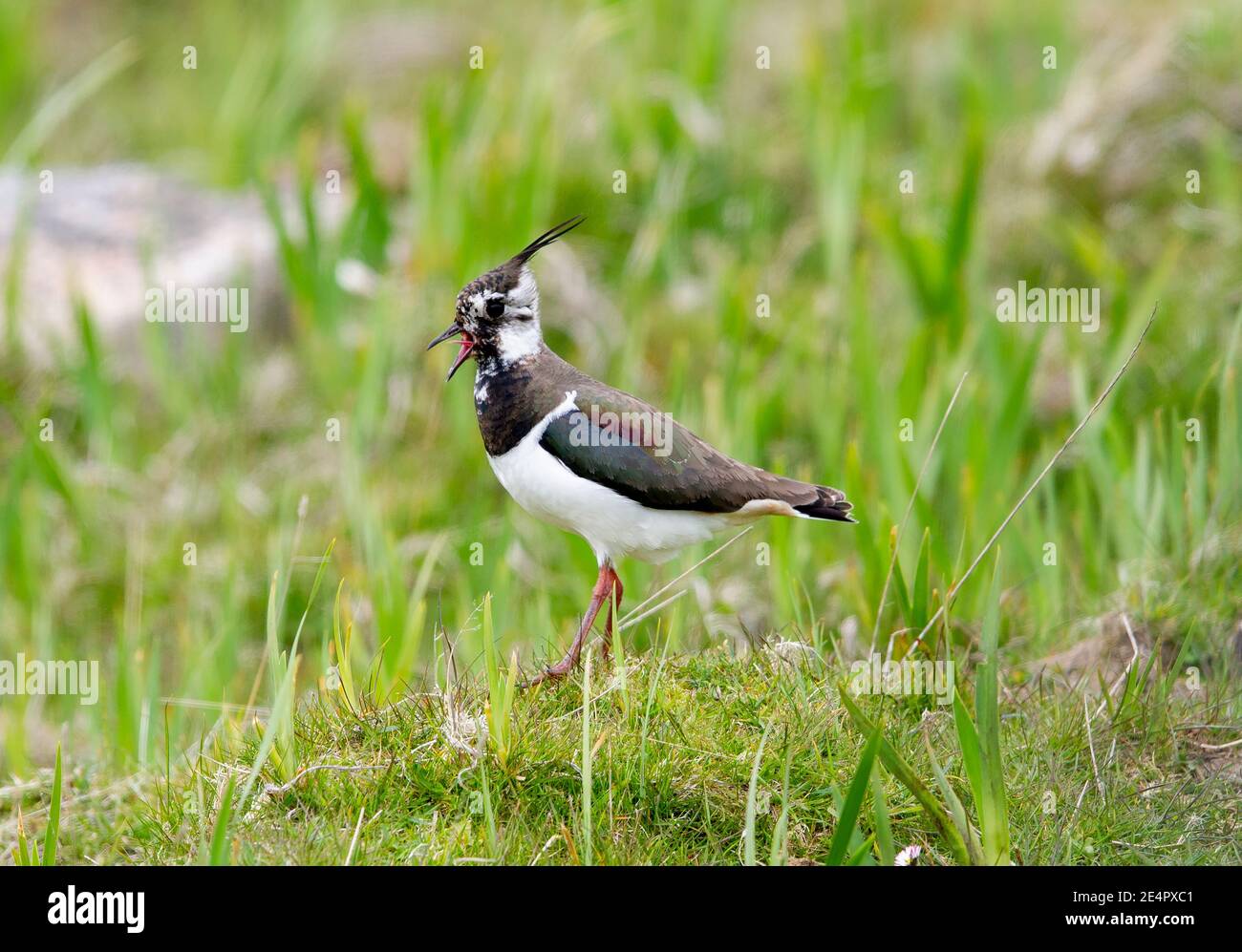 Lapwing, Isle Tiree, Outer Hebrides, Écosse, Royaume-Uni. Banque D'Images Lapwing, Isle Tiree, Outer Hebrides, Écosse, Royaume-Uni. Banque D'Images