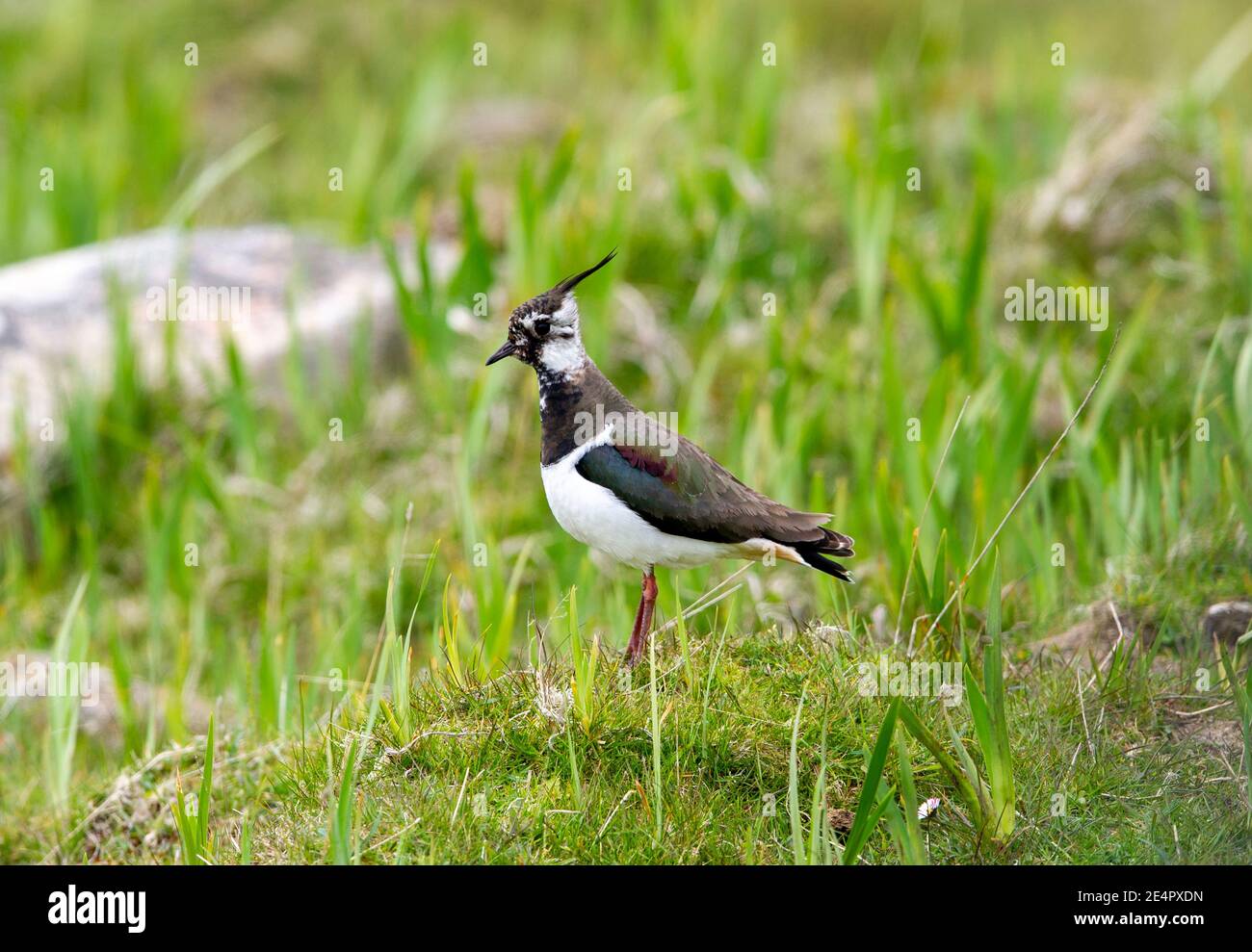 Lapwing, Isle Tiree, Outer Hebrides, Écosse, Royaume-Uni. Banque D'Images Lapwing, Isle Tiree, Outer Hebrides, Écosse, Royaume-Uni. Banque D'Images