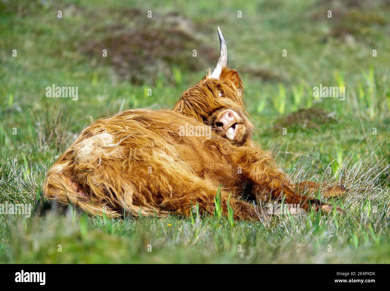 Race d'ecosse uk Banque de photographies et d'images à haute résolution -  Alamy