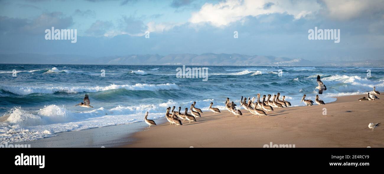Troupeau de pélicans bruns et troupeau de mouettes sur la plage au coucher du soleil, vue panoramique. Mer bleue, montagnes, et beau ciel nuageux sur fond Banque D'Images
