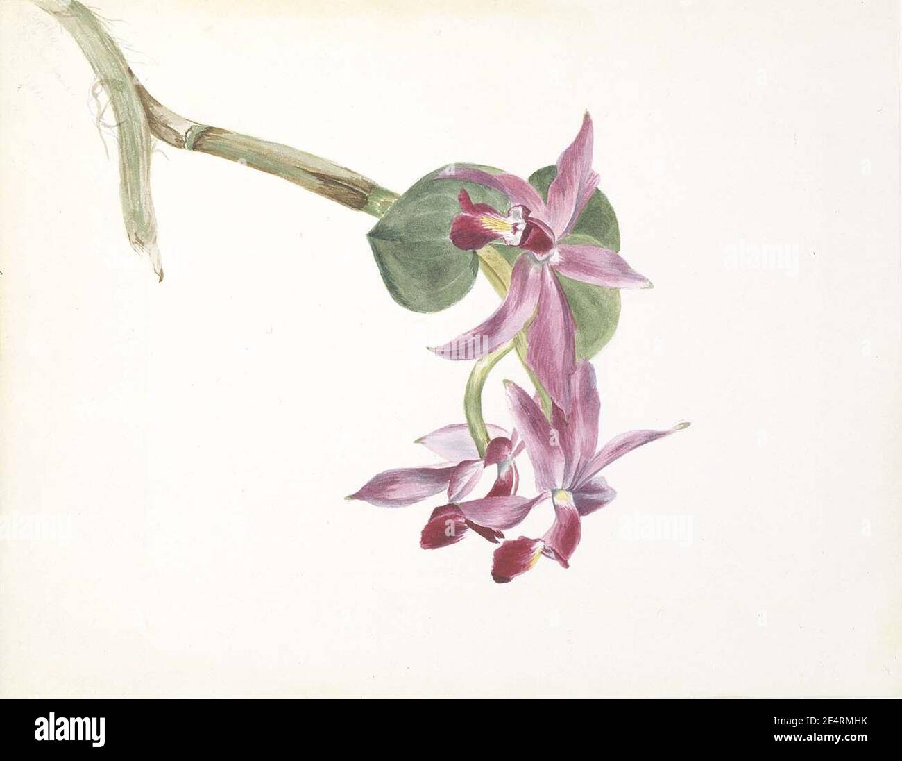 Mary Vaux Walcott - Superbus Cattlaya Banque D'Images