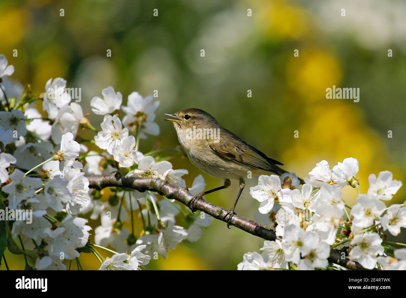 Le Chifftf commun (Phylloscopus collybita) chantant un homme assis dans un cerisier en fleur, Allemagne Banque D'Images