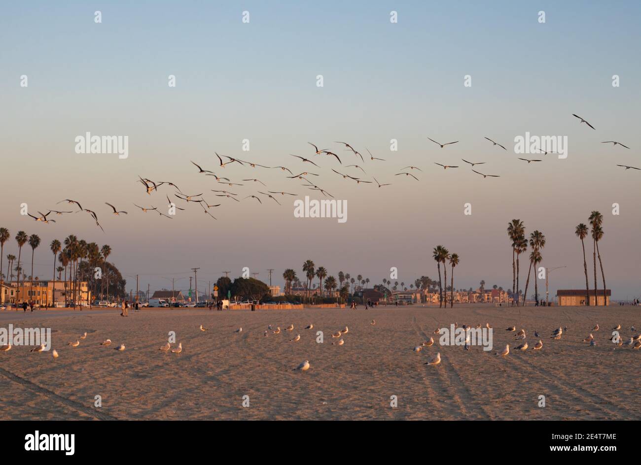 Vue de l'heure d'or d'un troupeau de mouettes volant long ciel de plage et d'autres marchant dans le sable avec palmiers et bâtiments en arrière-plan Banque D'Images