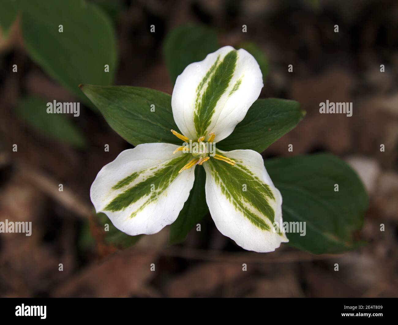 Un trillium blanc (Trillium grandiflorum) avec du vert sur les pétales. Tourné à Waterloo, Ontario, Canada. Banque D'Images