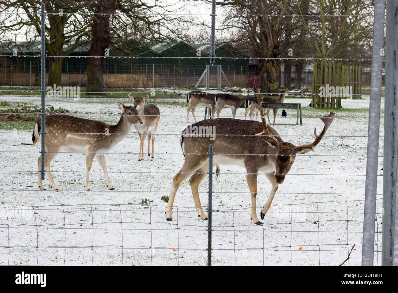 Les deers à la recherche de nourriture dans la neige de Londres Banque D'Images