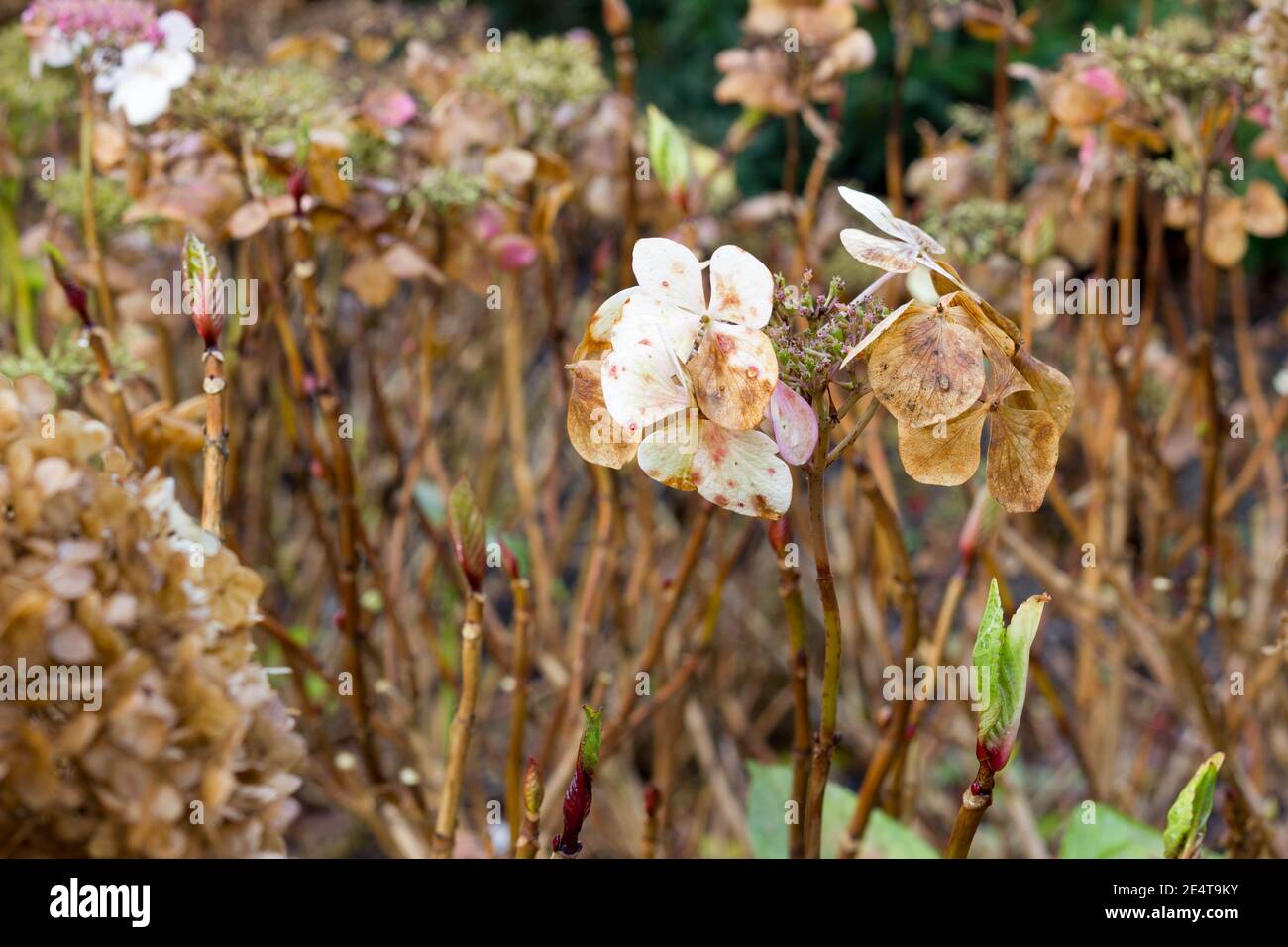 Tiges séchées et têtes de fleurs d'Hydrangeaceae brunes en hiver Banque D'Images
