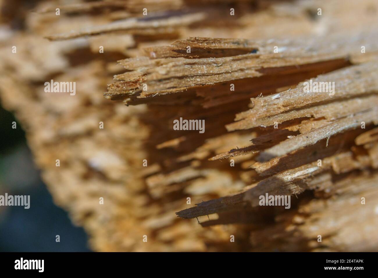 gros plan des lamelles d'arbre brisées après la coupe Banque D'Images