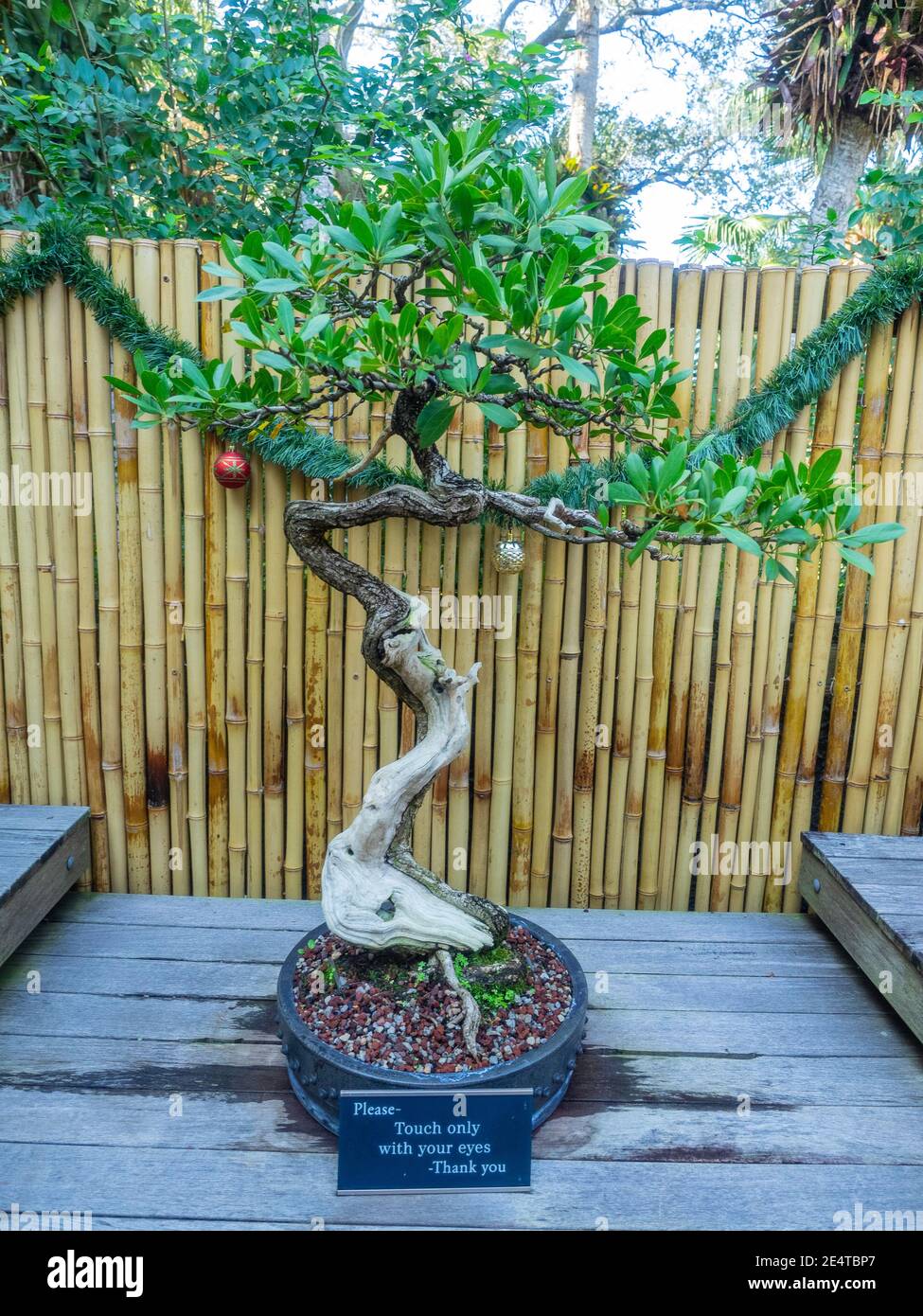 Le buttonwood (Conocarpus erectus) est un arbuste de mangrove de la famille des Combretaceae. Banque D'Images
