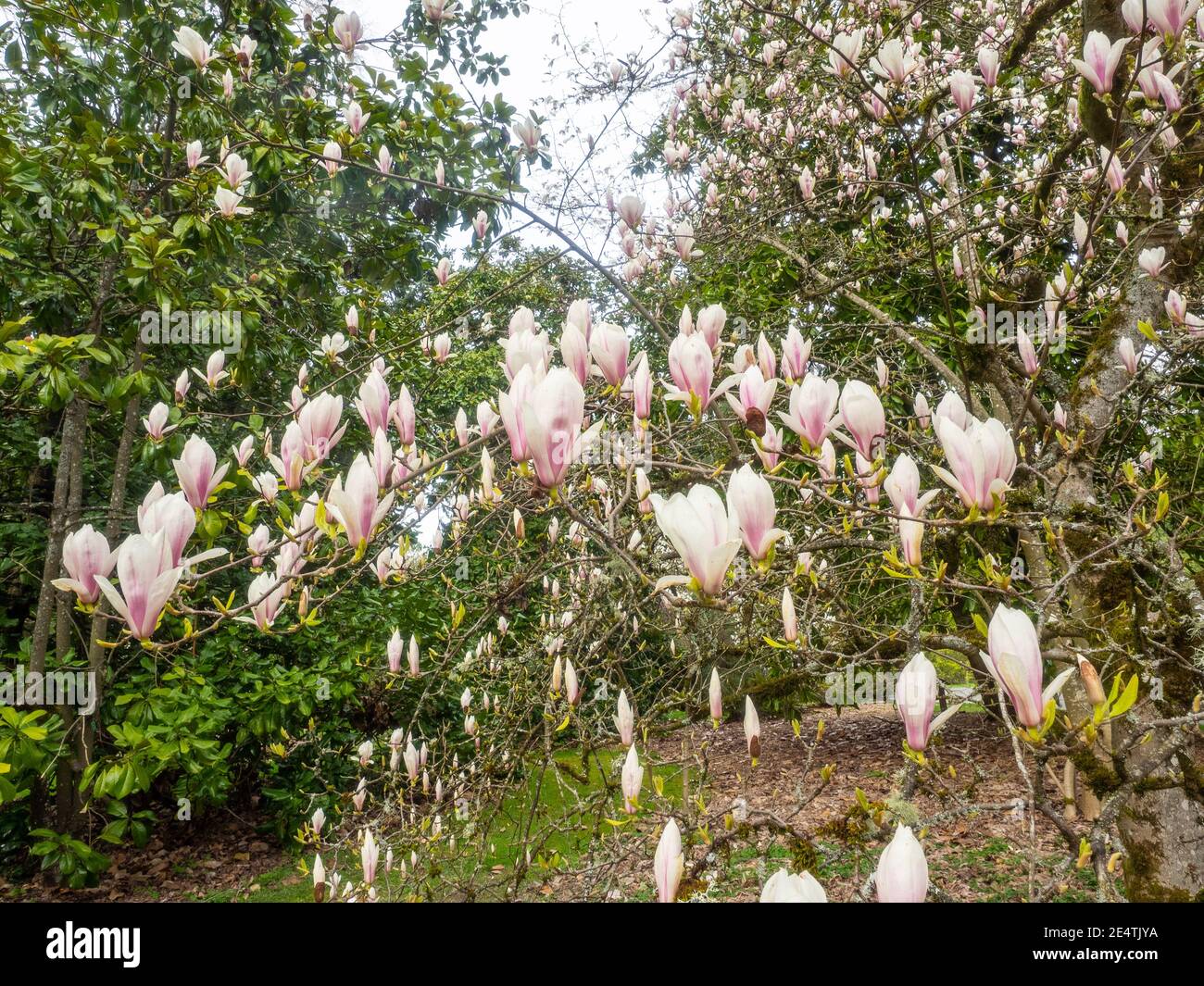 La soucoupe magnolia (Magnolia × soulangeana) est une plante hybride du genre Magnolia et de la famille des Magnoliaceae. C'est un arbre à feuilles caduques avec un grand, à feuilles précoces Banque D'Images