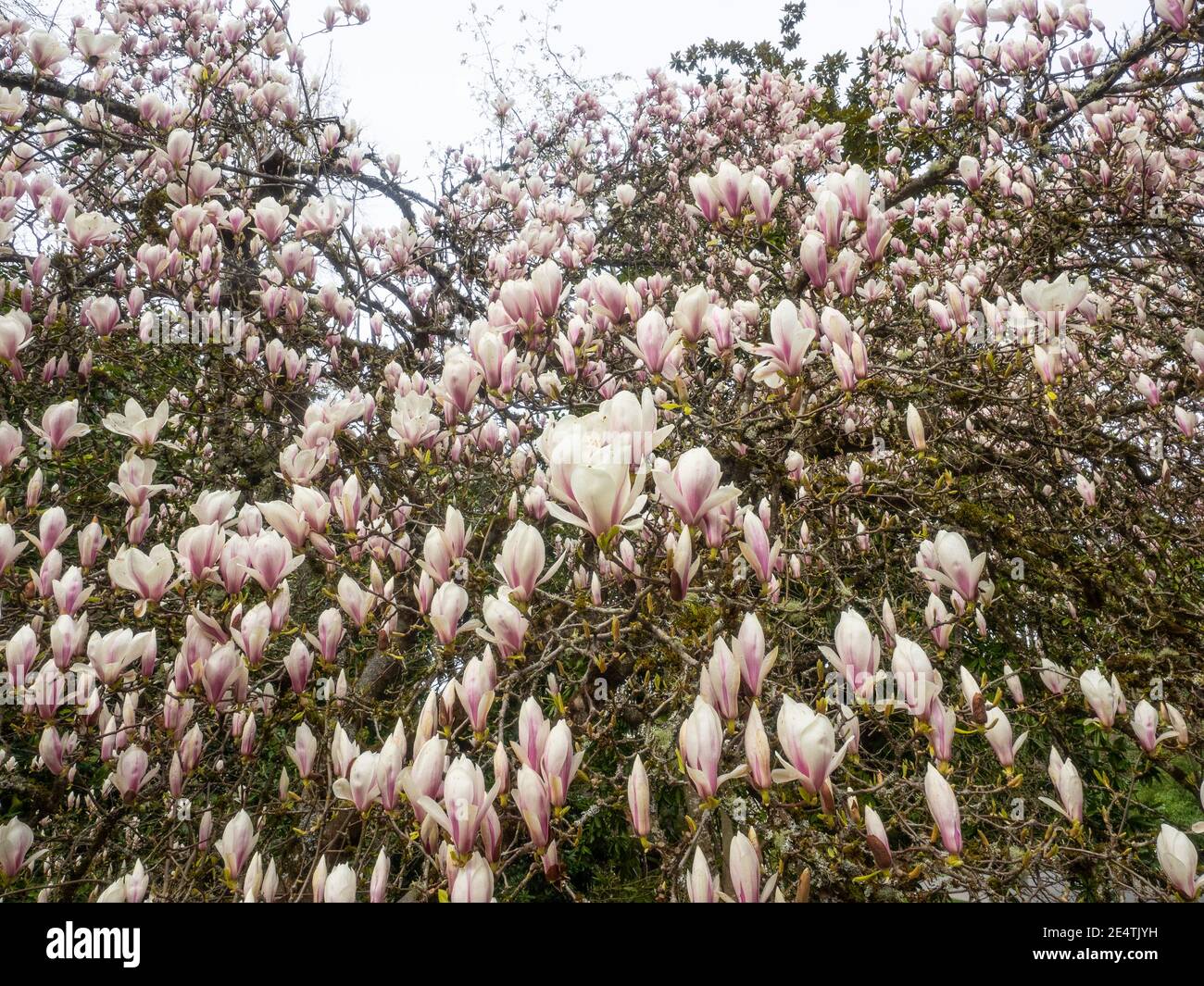 La soucoupe magnolia (Magnolia × soulangeana) est une plante hybride du genre Magnolia et de la famille des Magnoliaceae. C'est un arbre à feuilles caduques avec un grand, à feuilles précoces Banque D'Images