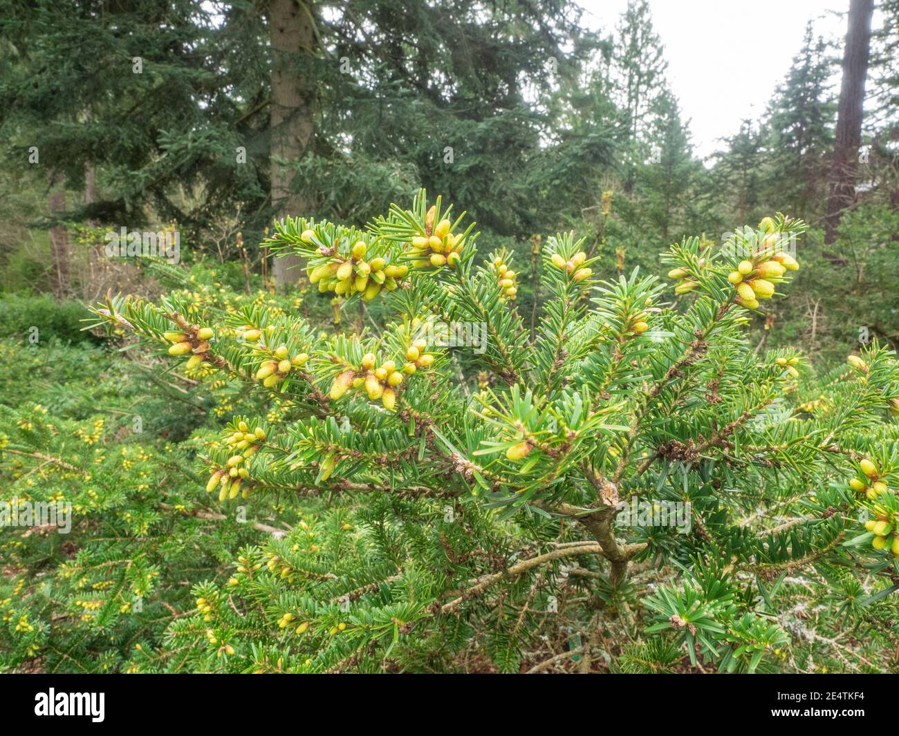 Le pin blanc de l'est (Pinus strobus) est un grand pin originaire de l'est de l'Amérique du Nord. Banque D'Images