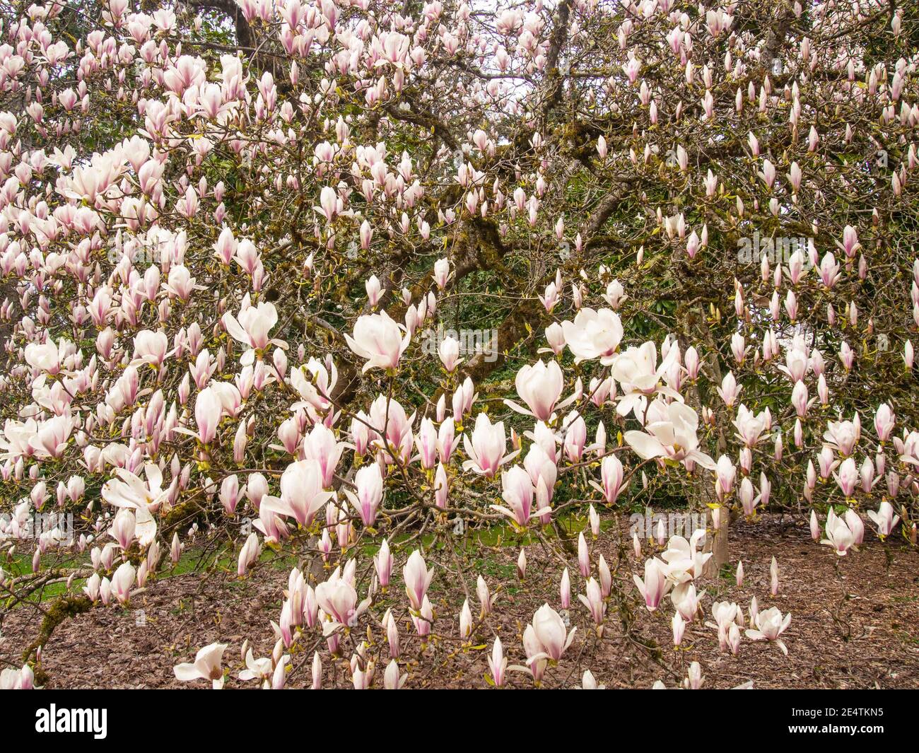 La soucoupe magnolia (Magnolia × soulangeana) est une plante hybride du genre Magnolia et de la famille des Magnoliaceae. C'est un arbre à feuilles caduques avec un grand, à feuilles précoces Banque D'Images
