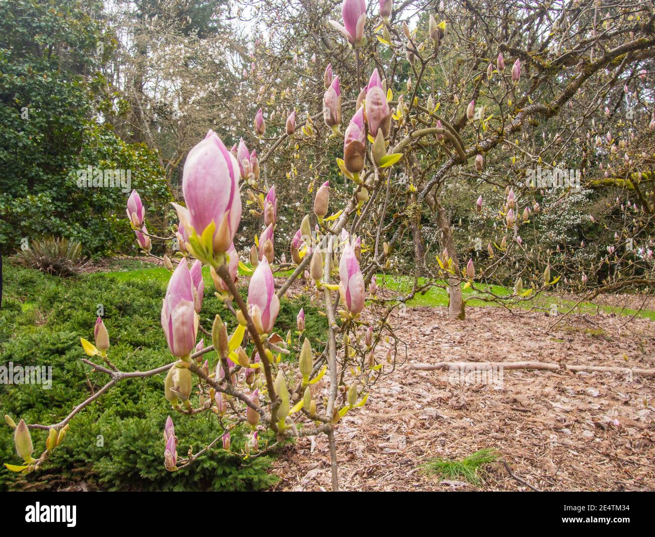 La soucoupe magnolia (Magnolia × soulangeana) est une plante hybride du genre Magnolia et de la famille des Magnoliaceae. Banque D'Images