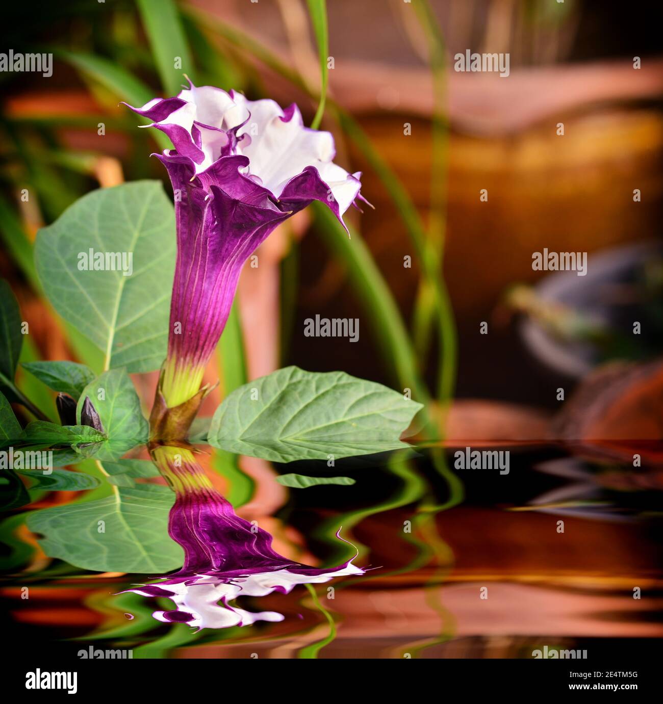 Belle Brugmansia pers fleur dans le jardin avec réflexion Banque D'Images