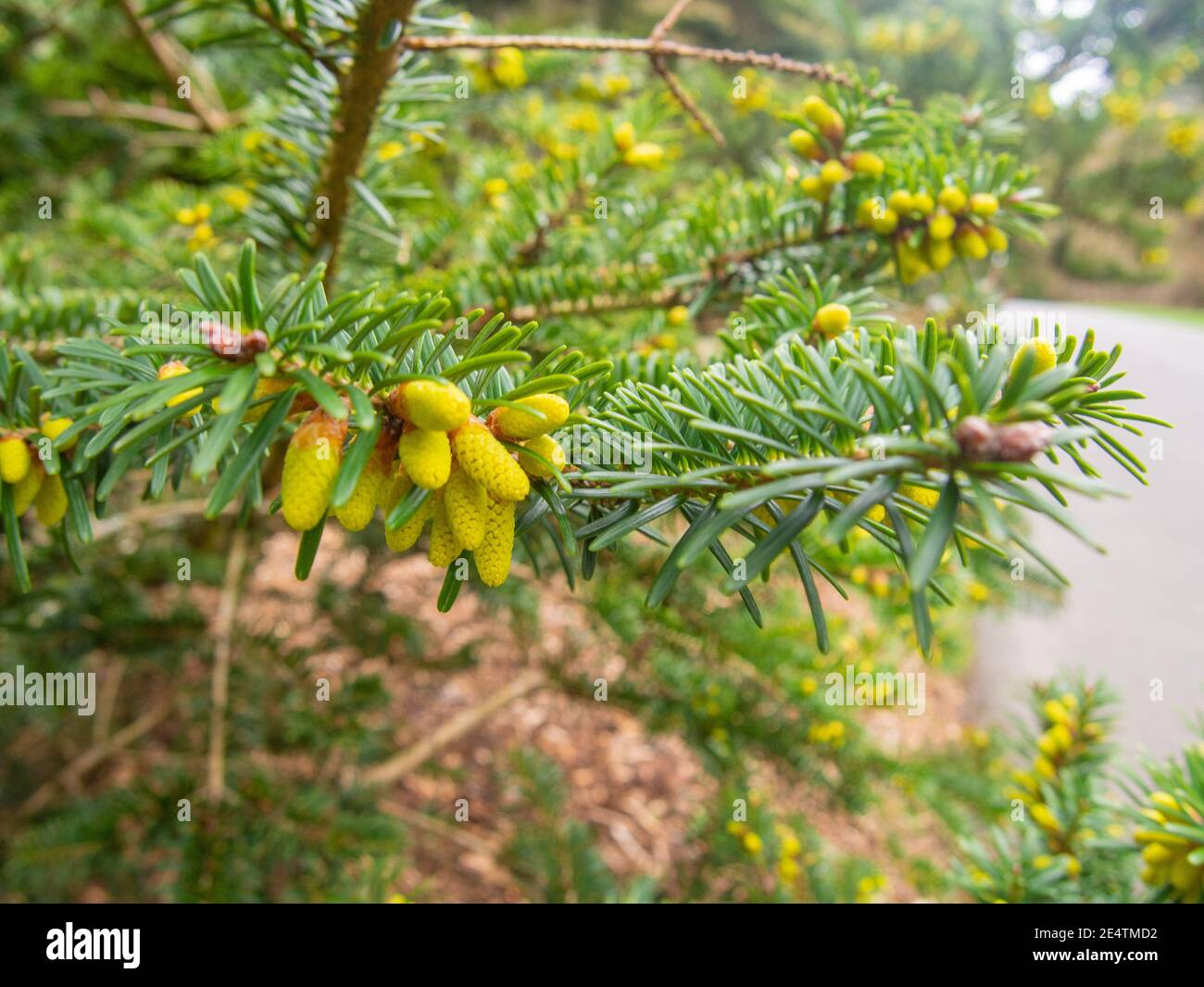 Le pin blanc de l'est (Pinus strobus) est un grand pin originaire de l'est de l'Amérique du Nord. Banque D'Images