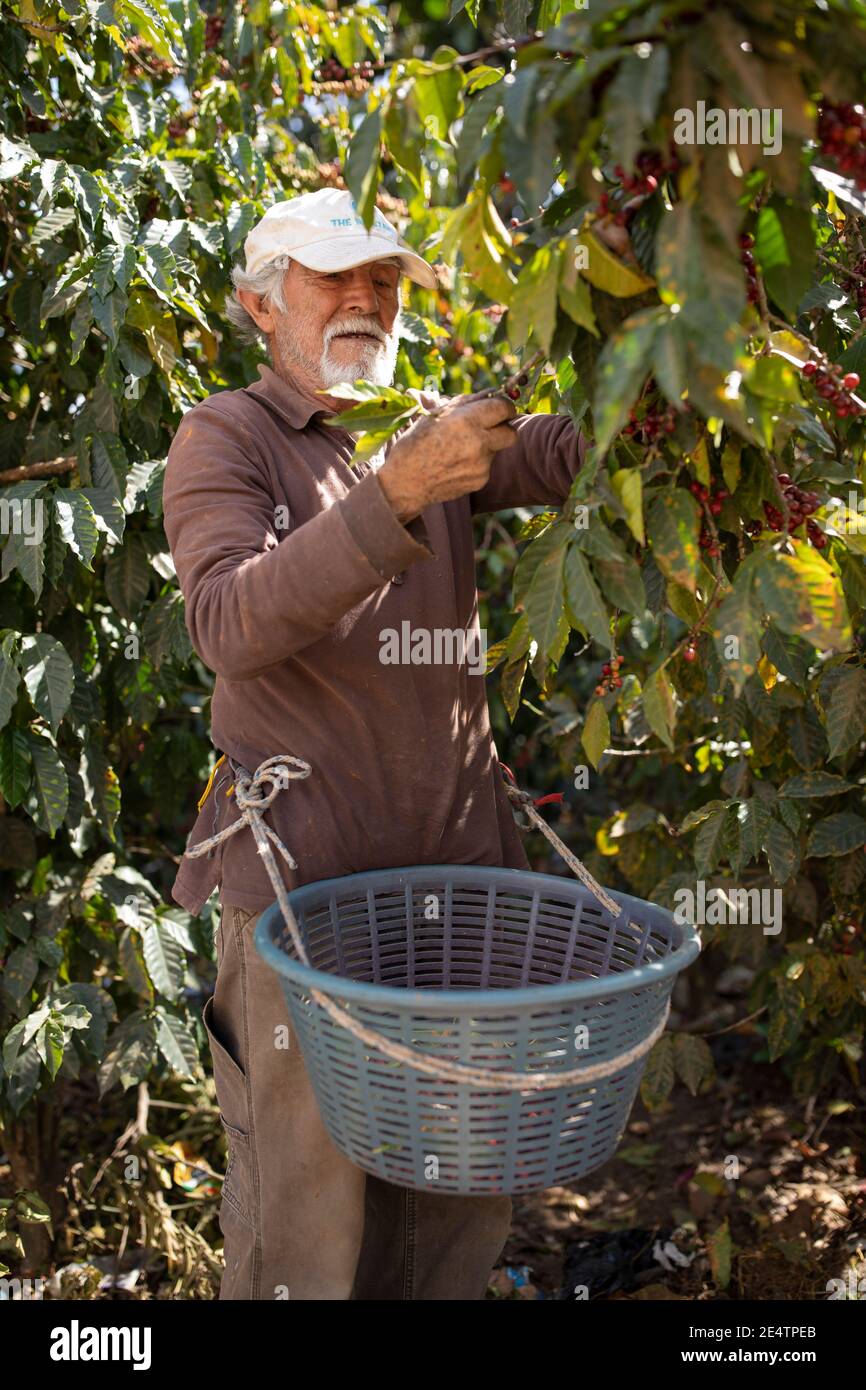 Récolte de cerises de café à San Juan la Laguna, Guatemala, Amérique centrale. Banque D'Images