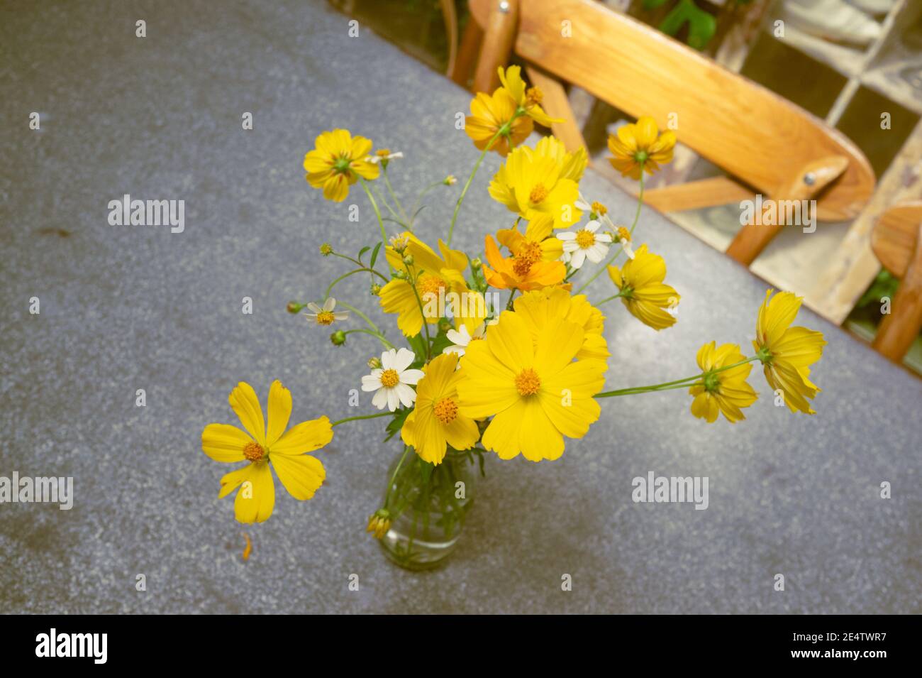 Gros plan de fleurs étoiles jaunes . Banque D'Images