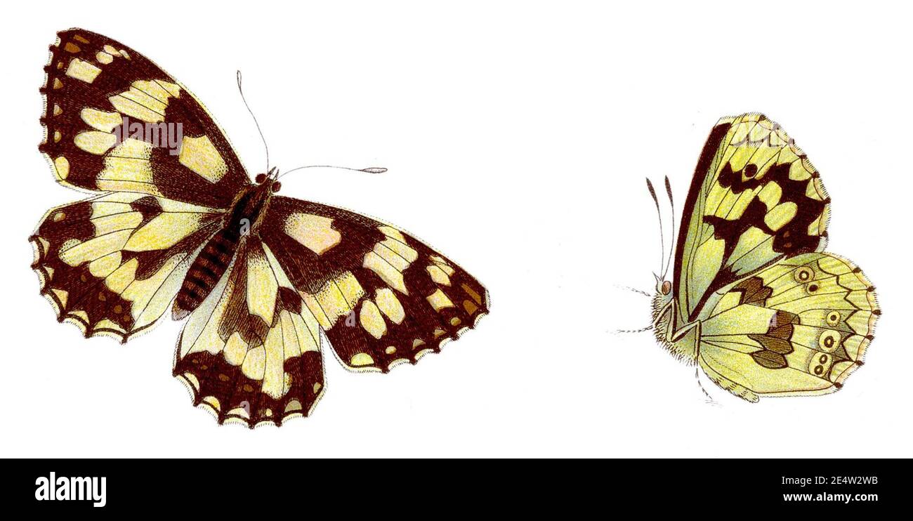 Melanargia galathea - Schachbrett. Banque D'Images