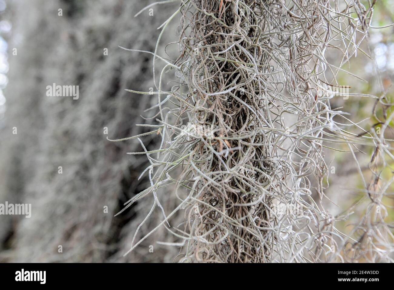 Mousse espagnole sur chêne vivant en Caroline du Sud Low Country Au coucher du soleil - épiphyte Tillandsia usneoides - épiphytique sud profond plantes - feuillage du sud Banque D'Images