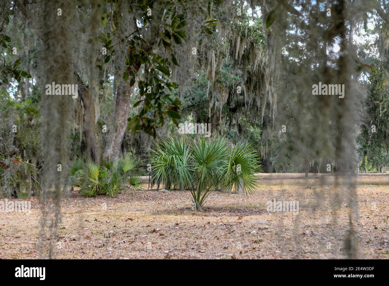 Mousse espagnole sur chêne vivant en Caroline du Sud Low Country Au coucher du soleil - épiphyte Tillandsia usneoides - épiphytique sud profond plantes - feuillage du sud Banque D'Images