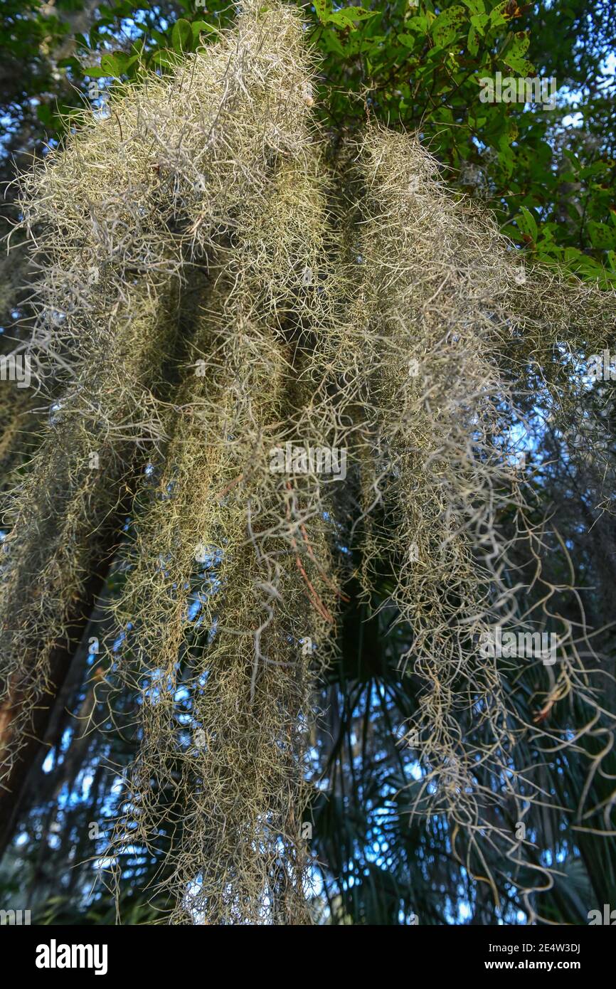 Mousse espagnole sur chêne vivant en Caroline du Sud Low Country Au coucher du soleil - épiphyte Tillandsia usneoides - épiphytique sud profond plantes - feuillage du sud Banque D'Images