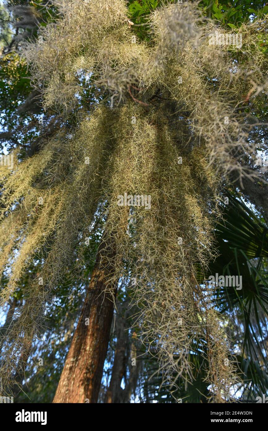 Mousse espagnole sur chêne vivant en Caroline du Sud Low Country Au coucher du soleil - épiphyte Tillandsia usneoides - épiphytique sud profond plantes - feuillage du sud Banque D'Images