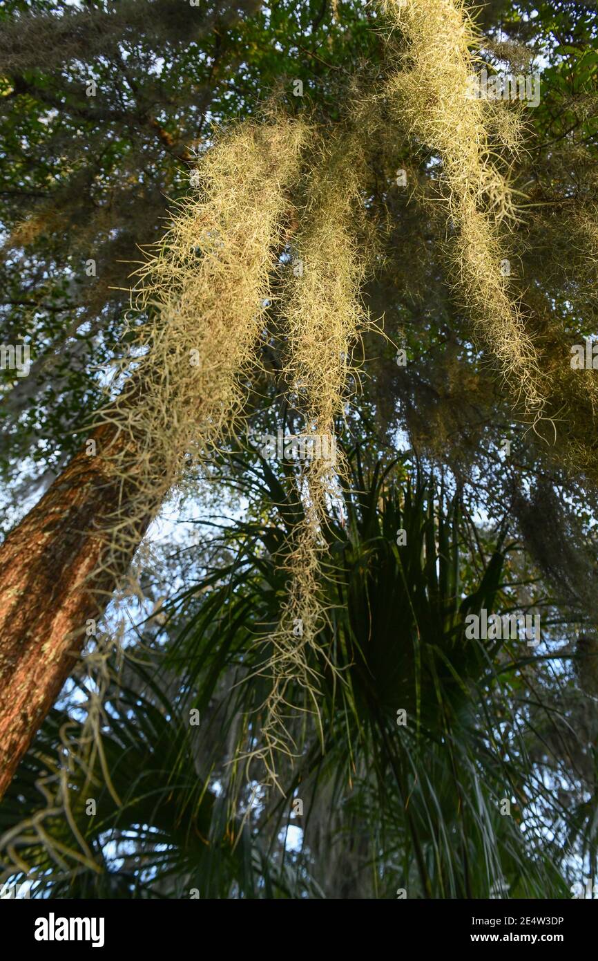 Mousse espagnole sur chêne vivant en Caroline du Sud Low Country Au coucher du soleil - épiphyte Tillandsia usneoides - épiphytique sud profond plantes - feuillage du sud Banque D'Images