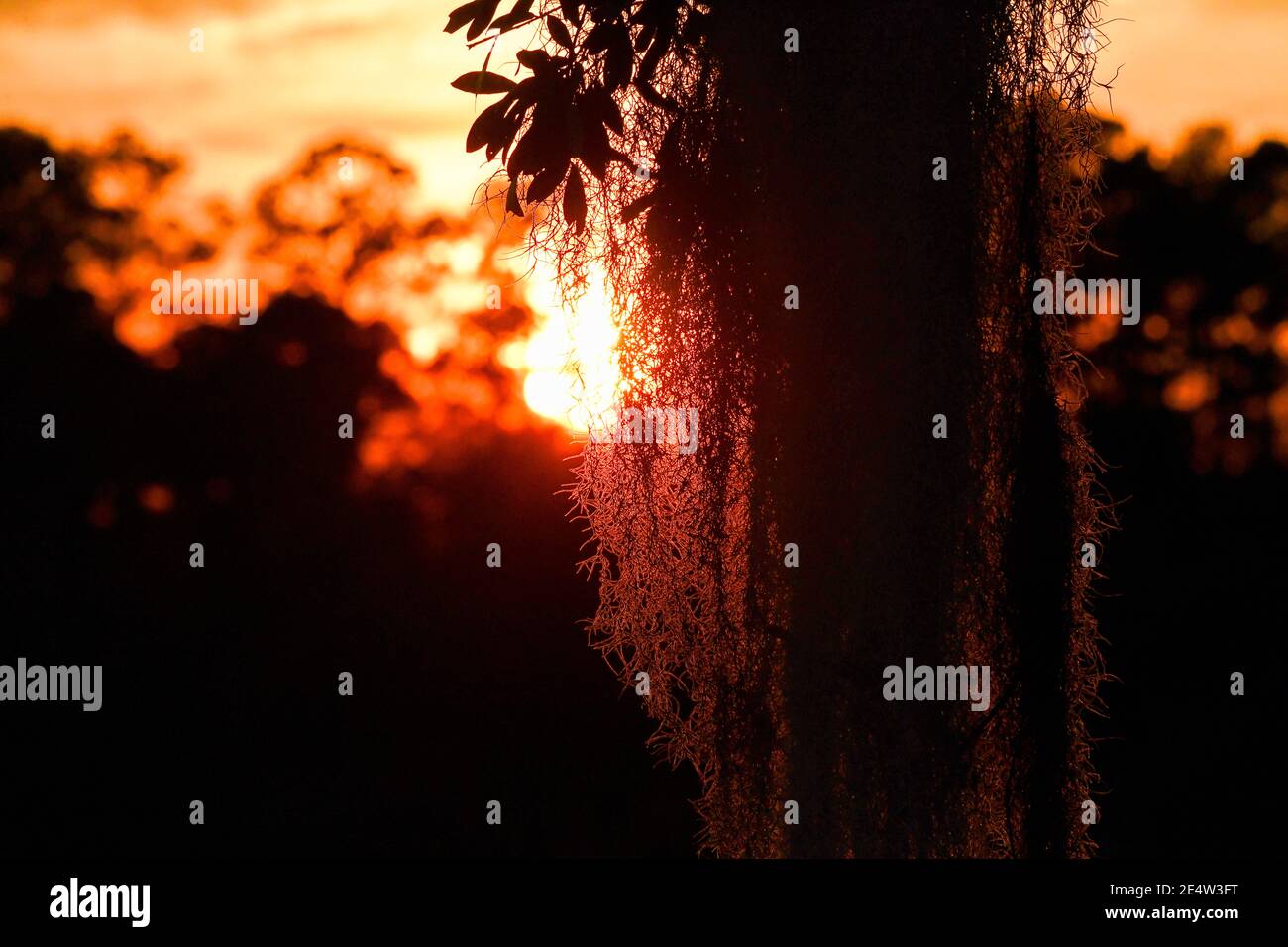 Mousse espagnole sur chêne vivant en Caroline du Sud Low Country Au coucher du soleil - épiphyte Tillandsia usneoides - épiphytique sud profond plantes - feuillage du sud Banque D'Images