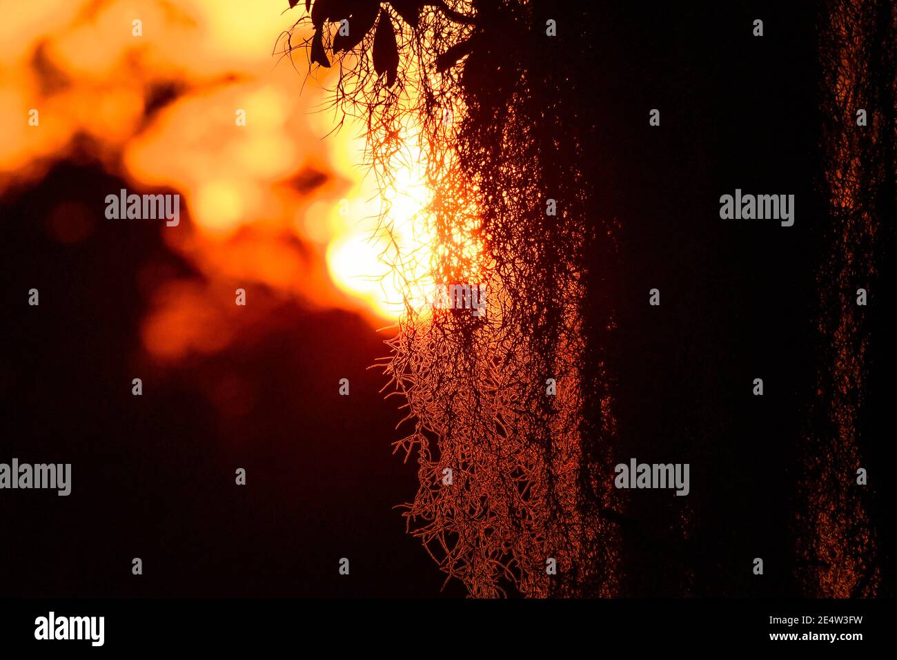Mousse espagnole sur chêne vivant en Caroline du Sud Low Country Au coucher du soleil - épiphyte Tillandsia usneoides - épiphytique sud profond plantes - feuillage du sud Banque D'Images