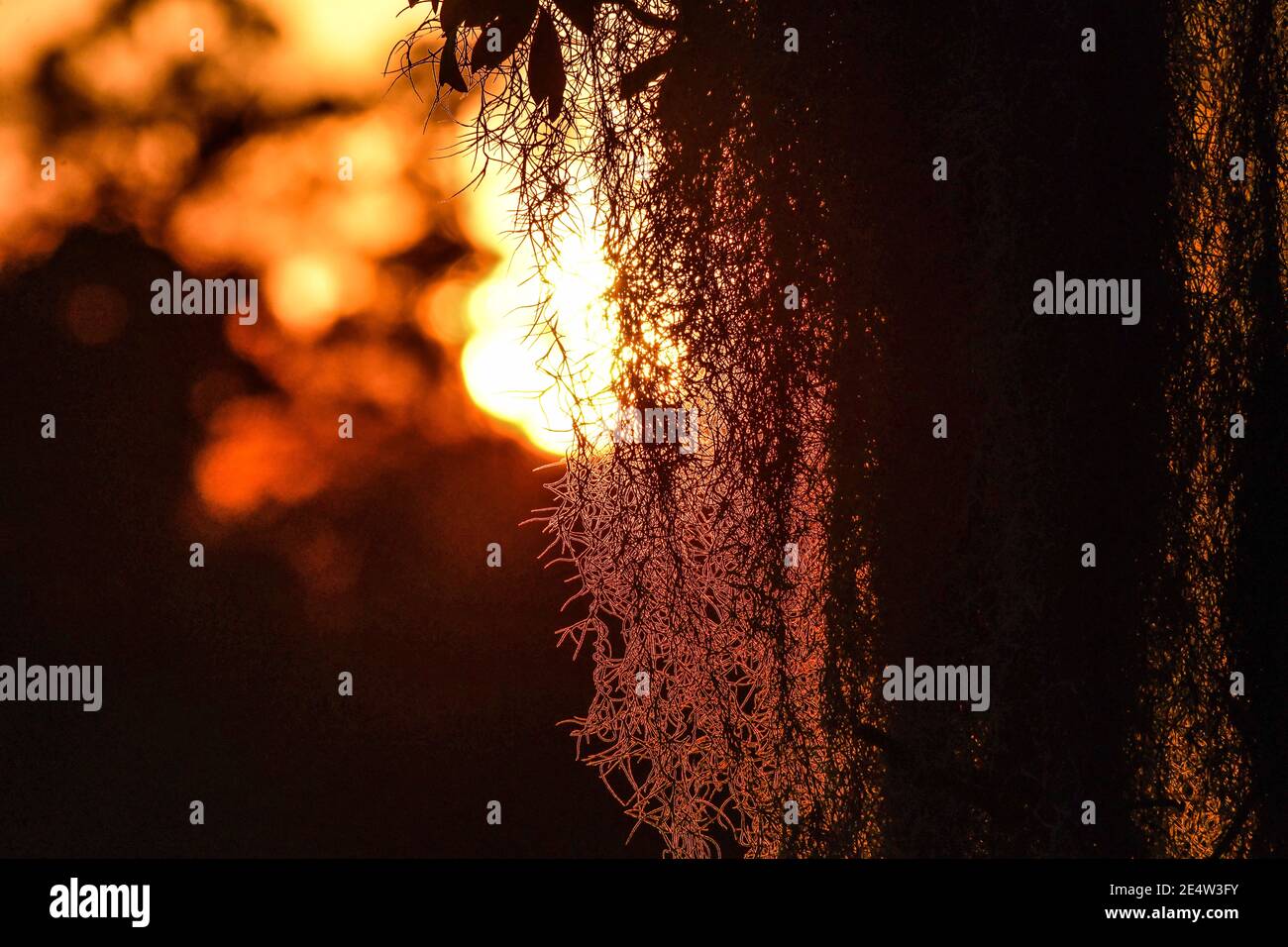 Mousse espagnole sur chêne vivant en Caroline du Sud Low Country Au coucher du soleil - épiphyte Tillandsia usneoides - épiphytique sud profond plantes - feuillage du sud Banque D'Images
