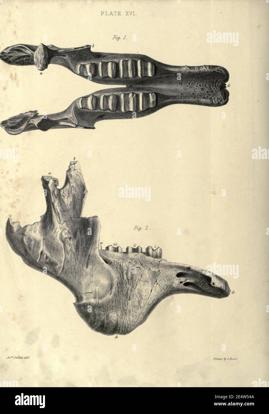 Mémoires sur le mecueilleurs, ou sloth géant de terre de l'Amérique Banque D'Images