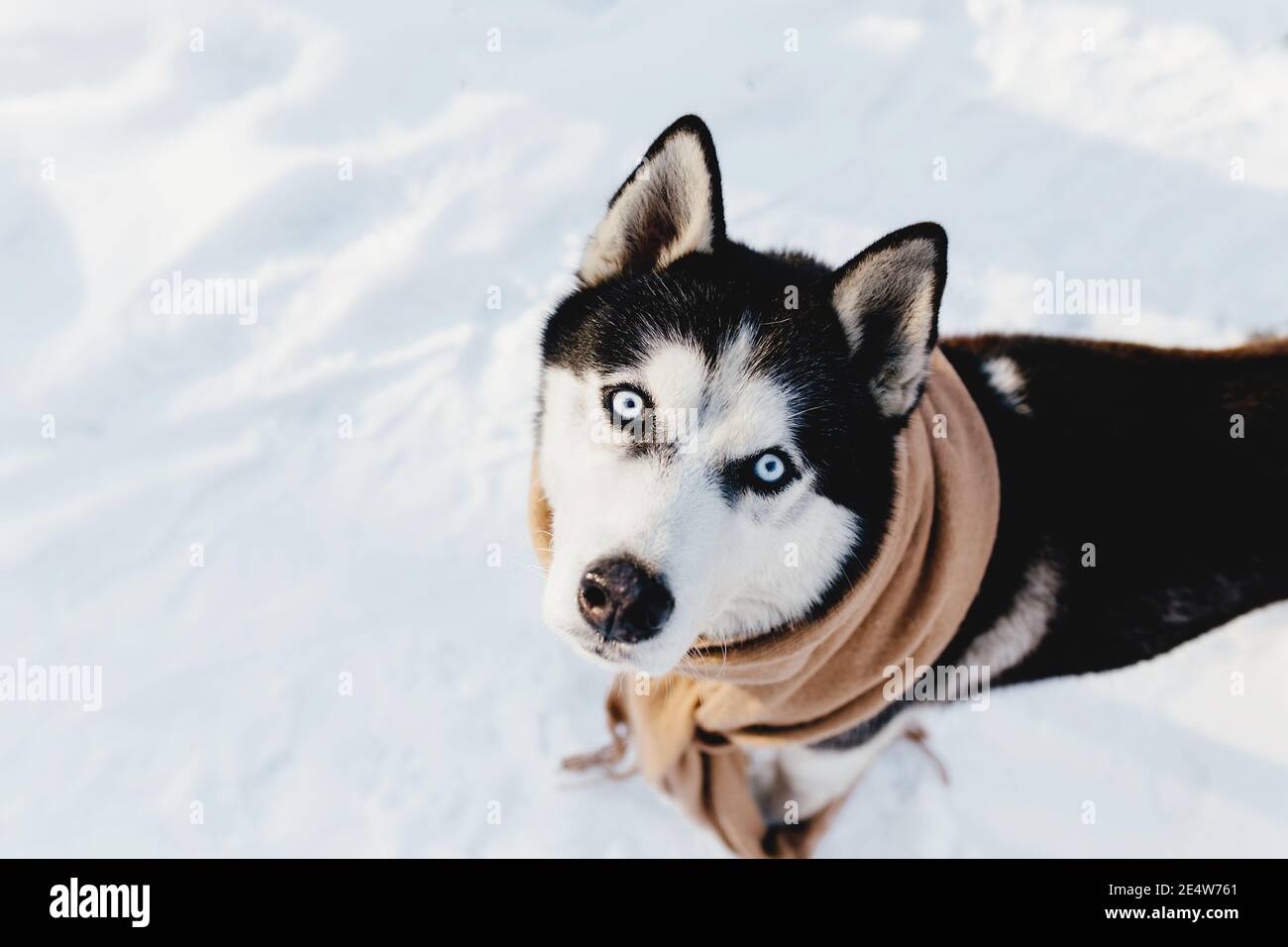 Husky a enveloppé un foulard dans une forêt enneigée Banque D'Images