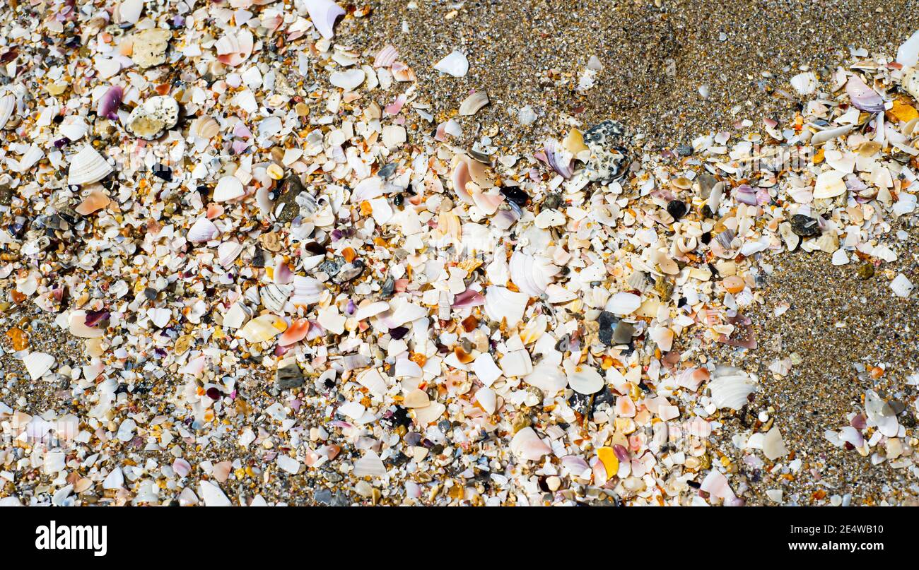 Fond de sable avec de petites coquillages. Textures de plage. Banque D'Images
