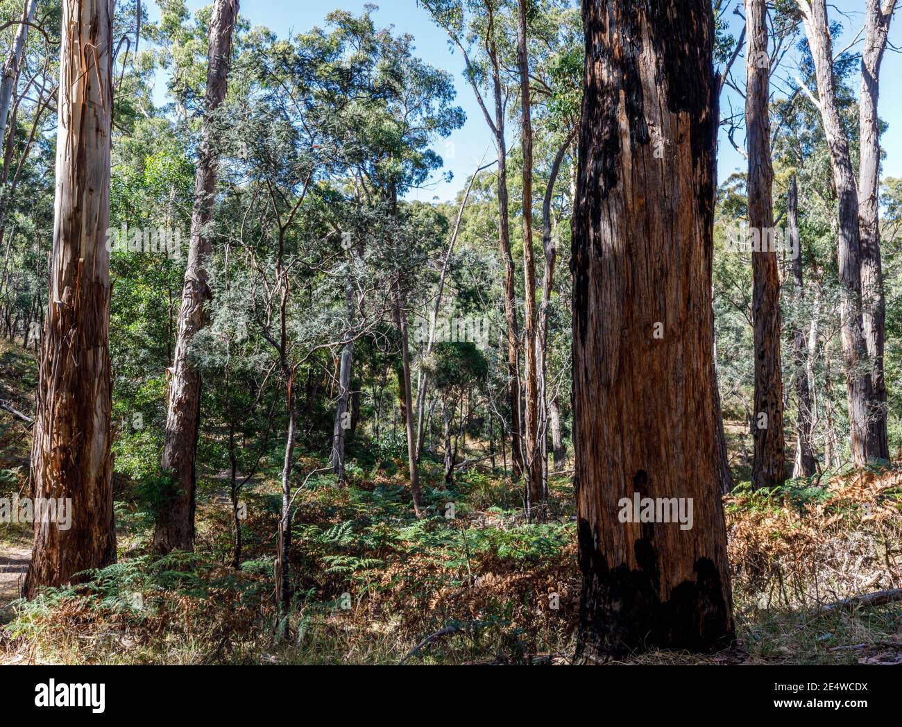 Réserve de Hepburn Mineral Springs et sentiers de randonnée, Hepburn Springs, Victoria, Australie Banque D'Images