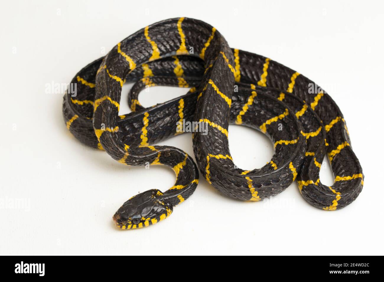 La boïga dendrophila, communément appelée serpent de mangrove ou serpent de chat à anneaux d'or sur fond blanc Banque D'Images