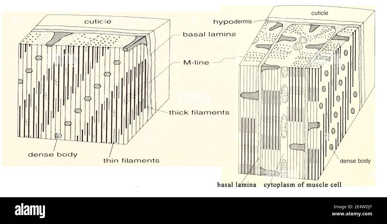 Mermis nigrescens (à droite), Caenorhabditis elegans (à gauche) muscle de la paroi du corps. Banque D'Images