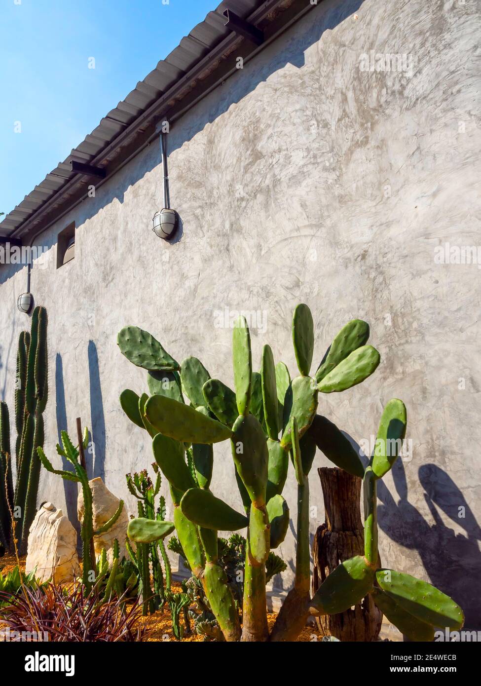 Décoration de jardin de Cactus extérieure, style vertical. Cactus verts près d'un bâtiment en béton par beau temps. L'usine de Cactus pousse à l'extérieur. Banque D'Images
