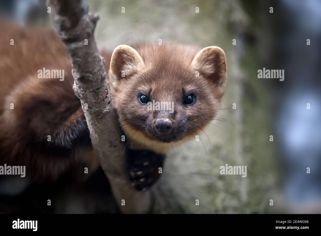 Fermez le portrait de Marten sur une branche en hiver Banque D'Images