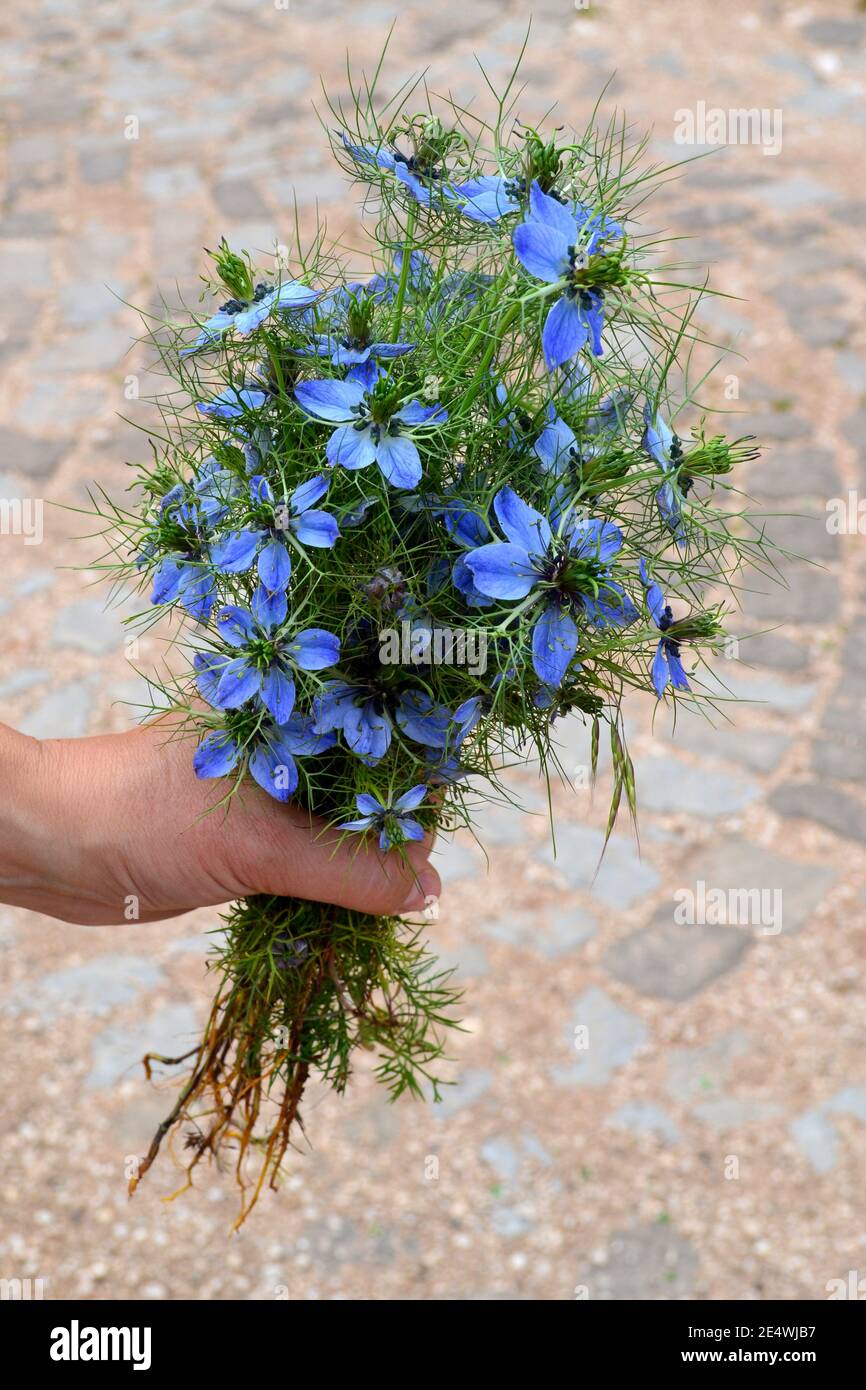 Femme main tenant un bouquet de fleurs bleues Banque D'Images