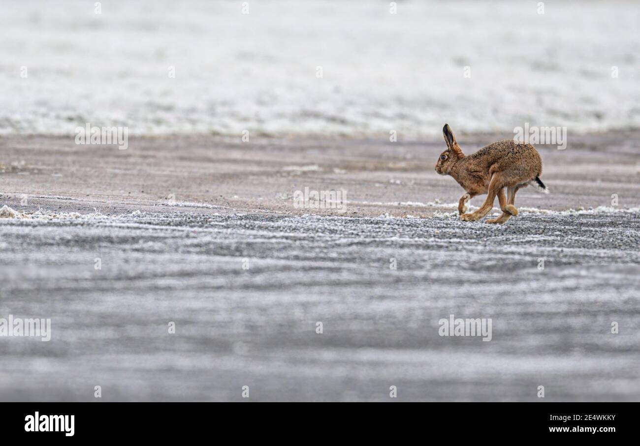 Le lièvre brun Lepus europaeus traverse un sol gelé sur un aérodrome de Norfolk. Banque D'Images