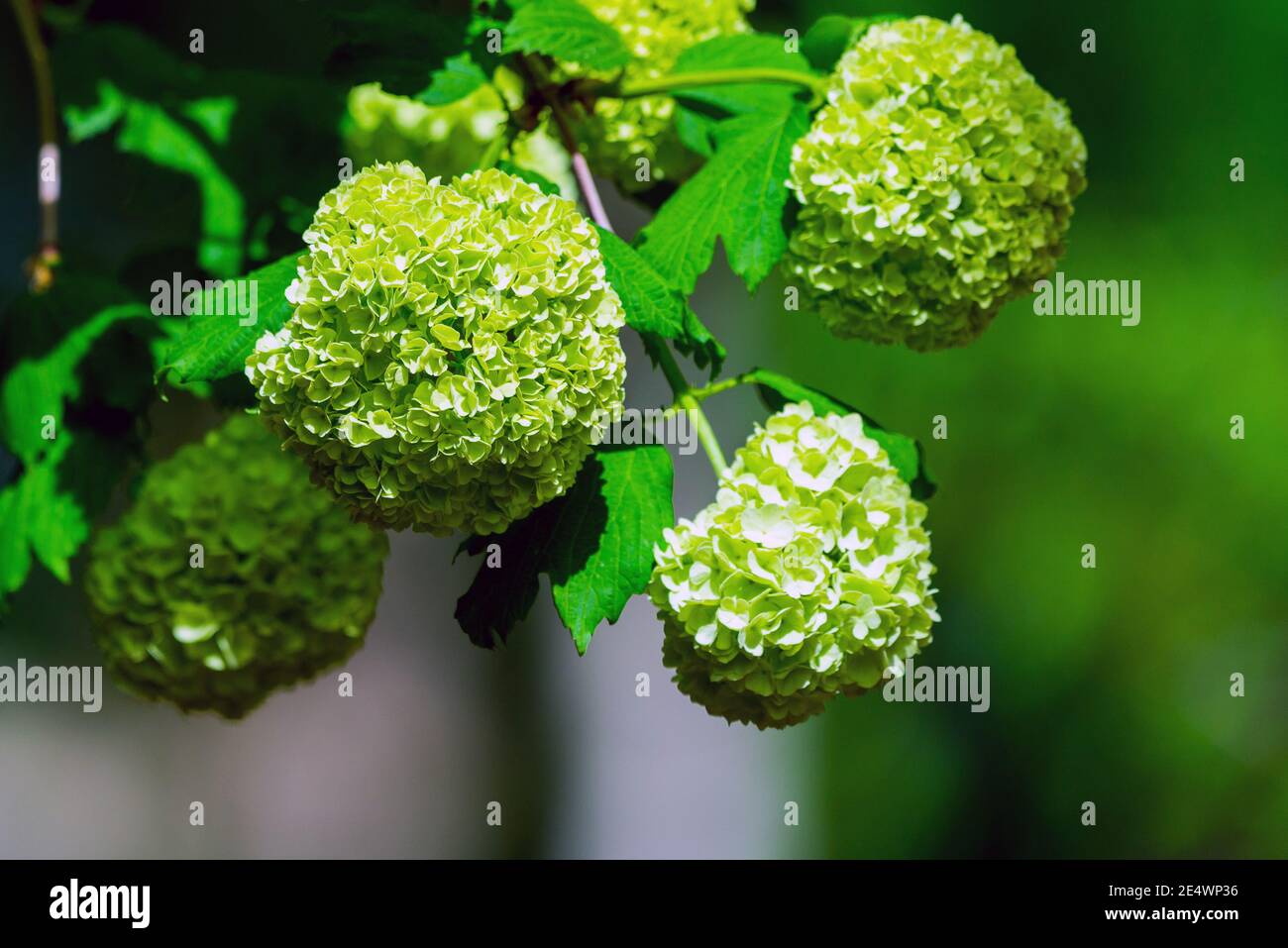 Gros plan de l'hortensia vert ou de l'hortensia macrophylla fleuris au printemps et en été dans un jardin de ville. Les Japonais appellent cette fleur d'Ajisai Banque D'Images