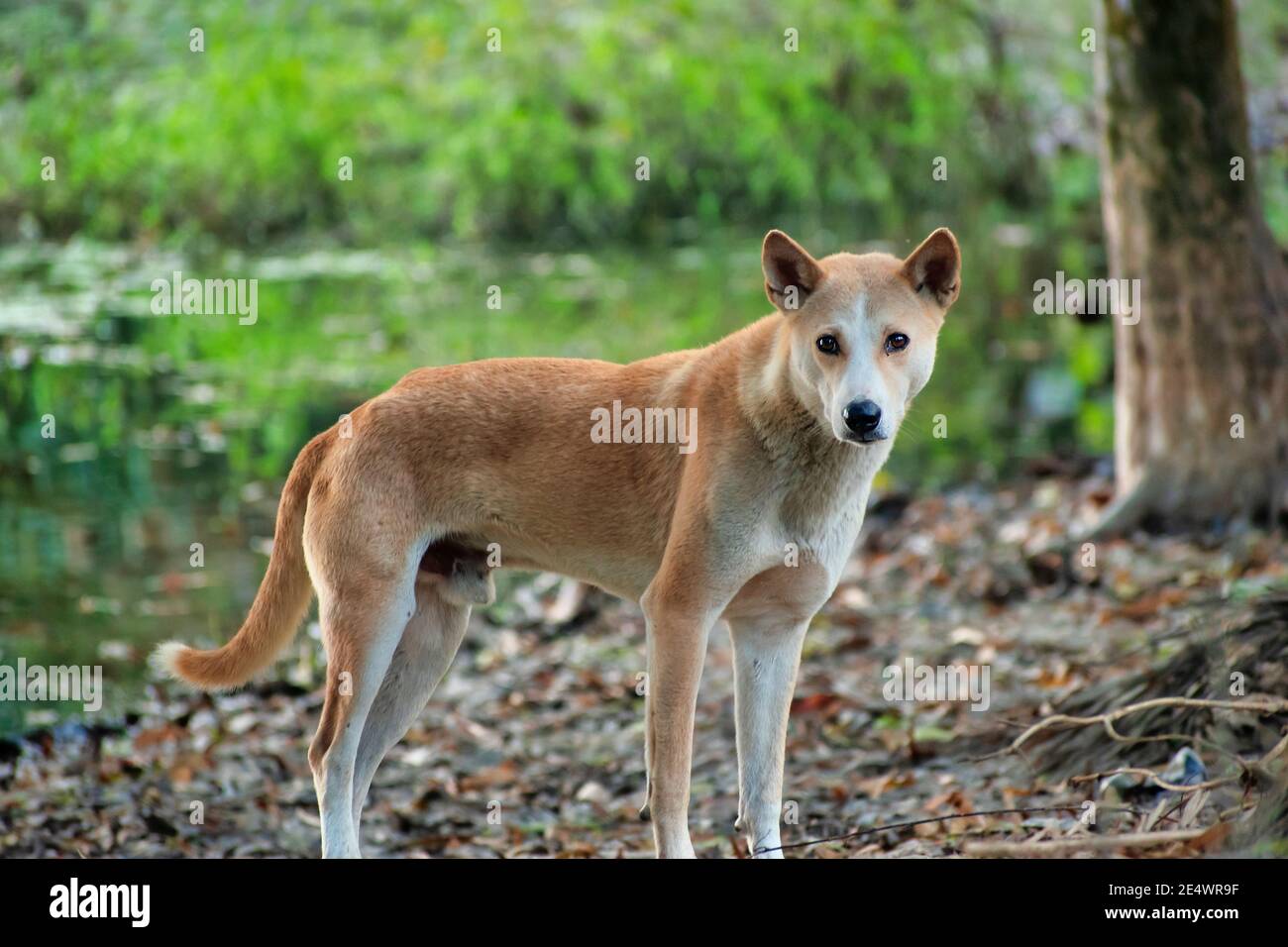 Le chien de paria indien, également connu sous le nom de chien indien ou INDog, le chien de pye d'Asie du Sud et le chien Desi, est une race de chien indigène à l'Indien subcon Banque D'Images