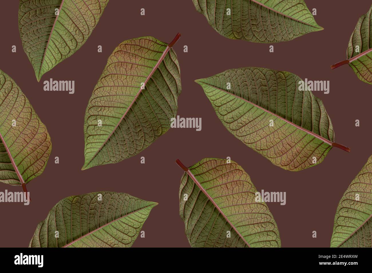 Collage de feuilles de Poinsettia sur fond marron. Motif fleuri, gros plan. Banque D'Images