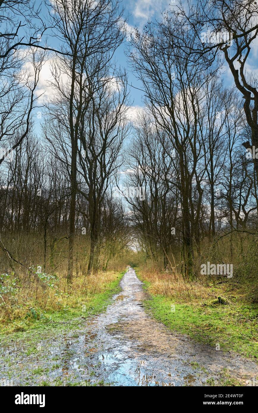 Une journée déserte et humide dans la forêt médiévale historique du bois de King à Corby, Angleterre, pendant le confinement national dû à Covid-19, janvier 2021. Banque D'Images