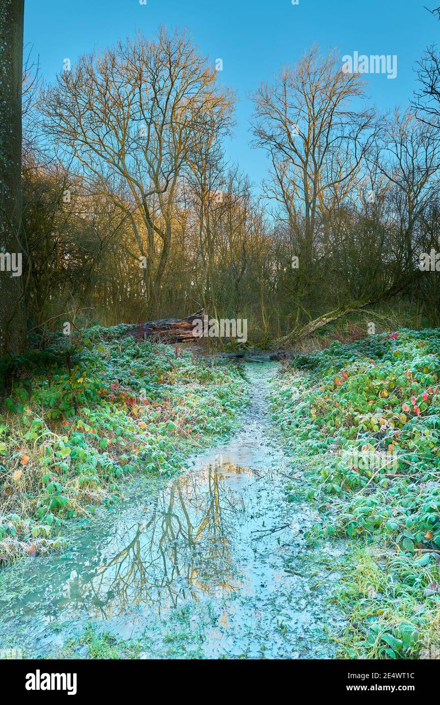 Une journée déserte et humide dans la forêt médiévale historique du bois de King à Corby, Angleterre, pendant le confinement national dû à Covid-19, janvier 2021. Banque D'Images