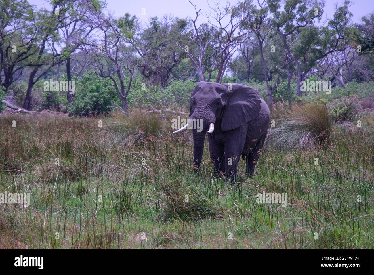 Éléphant dans le delta d'Okavango, Botswana. Banque D'Images