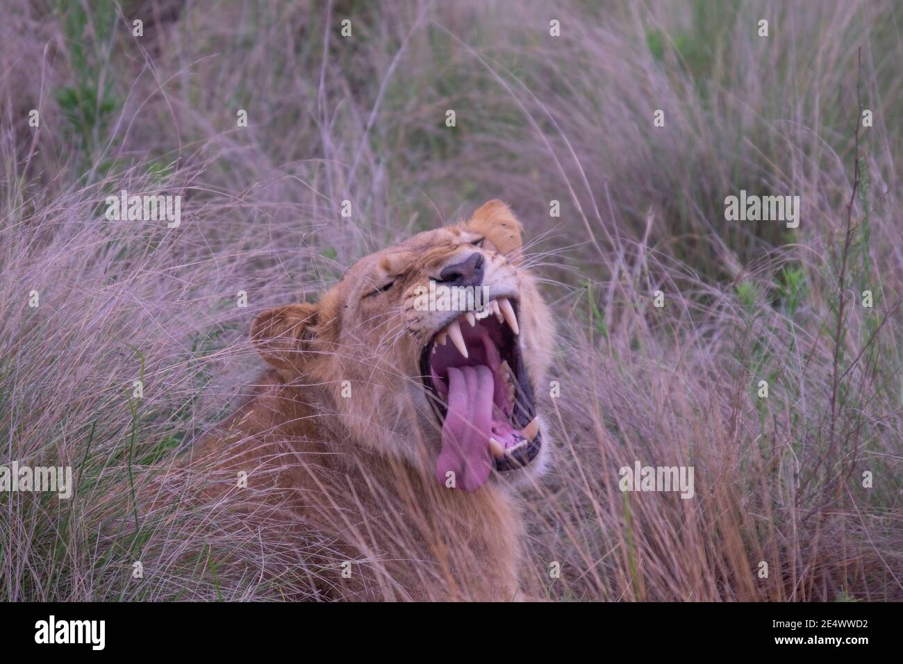 Des lioness en pleine nature dans le delta de l'Okavango, au Botswana. Banque D'Images