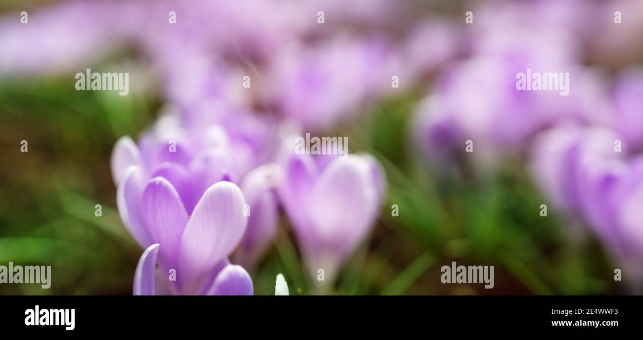 Vue en gros plan sur les fleurs printanières dans le parc Banque D'Images