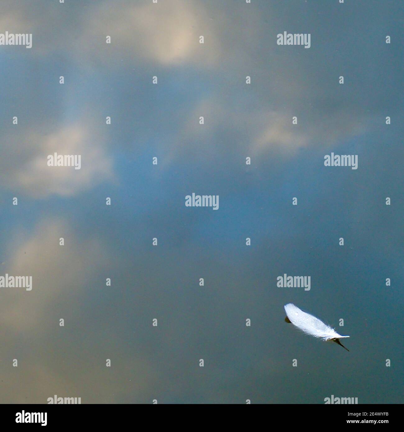 Une seule plume flottant sur un lac, avec des reflets de ciel derrière Banque D'Images